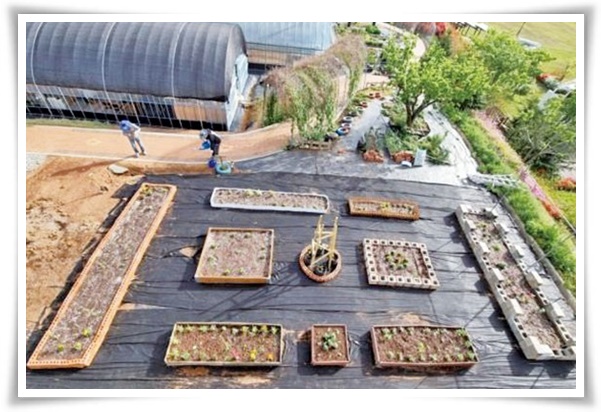 텃밭 "9월에 심기 좋은 작물" 풍성한 수확 기대해도 좋아요!