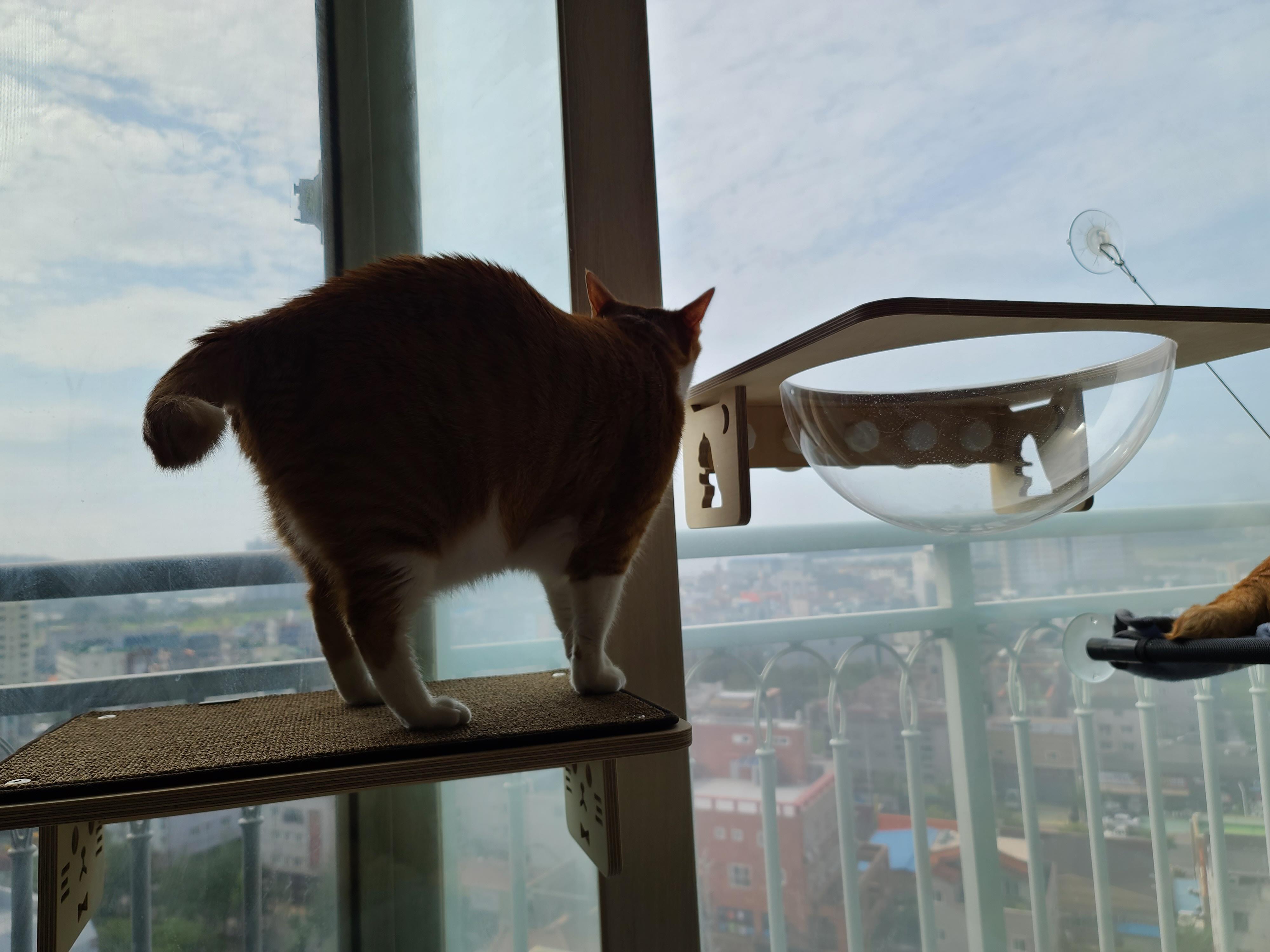 투명 해먹에 올라가고 싶지만 아직은 용기가 없는 고양이들.