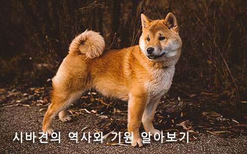 시바견의 역사와 기원 알아보기