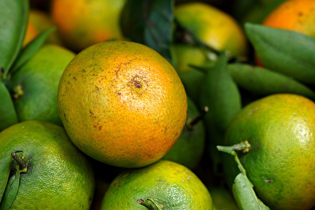 프로폴리스 효능 및 면역력 강화 효과