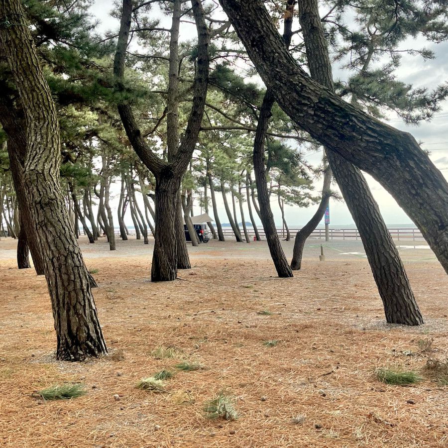 몽산포해수욕장