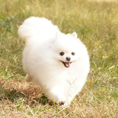 들판을 뛰며 좋아하는 포메라니안 강아지