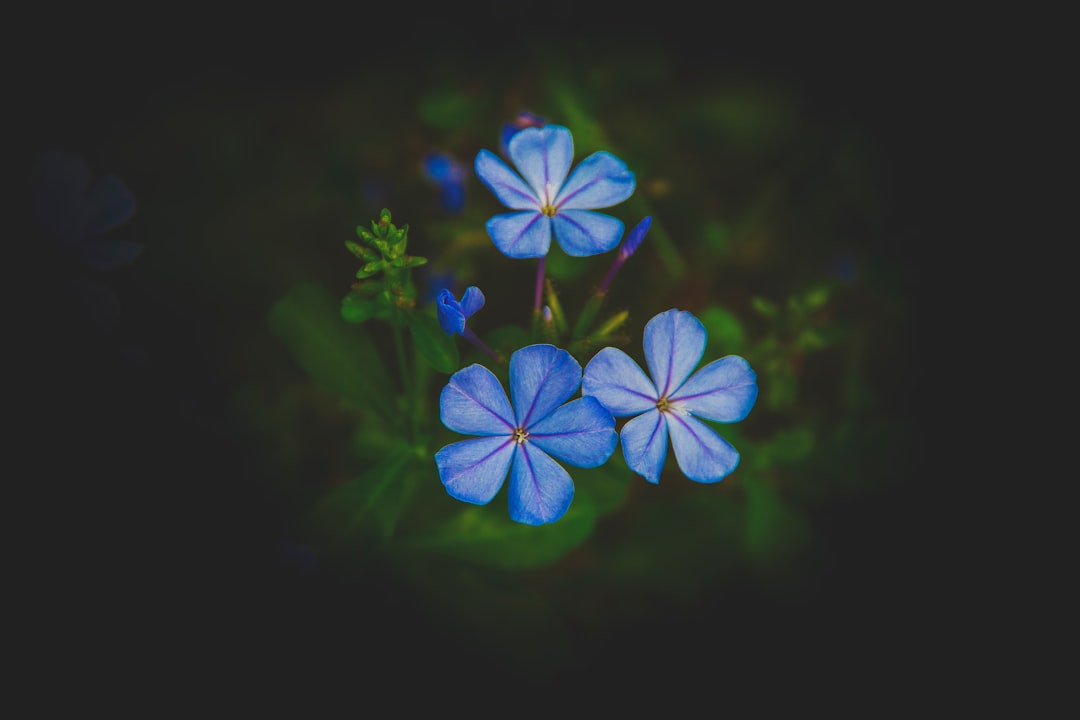 Bloom