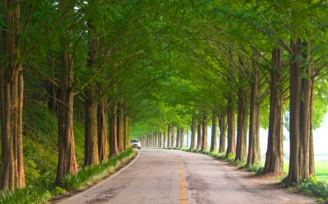 담양 메타세쿼이아길과 죽녹원, 소도시 힐링 코스