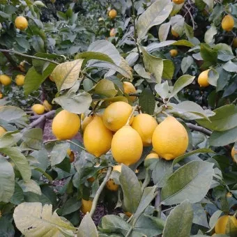 레몬 재배 화분 재배 실내 월동 가지 치기_31