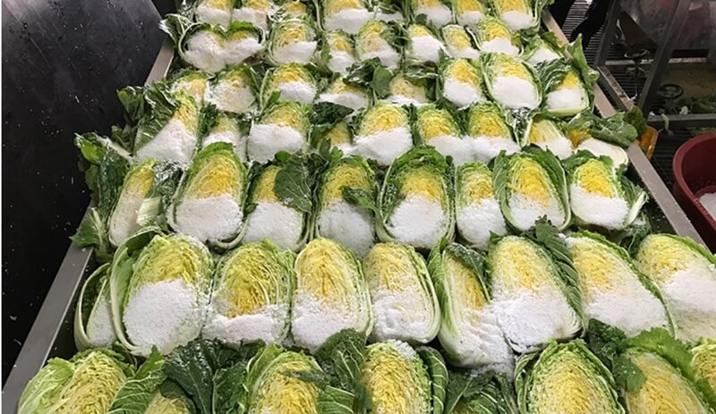 소금이-듬뿍-뿌려진-배추들