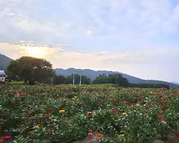 원주 용수골 가을꽃축제_12