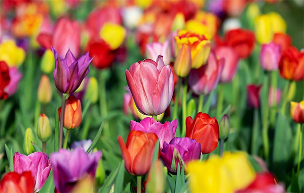 임자도 튤립축제