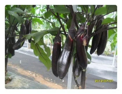 가지 재배 순 지르기 착과 관리 고온 대책_2