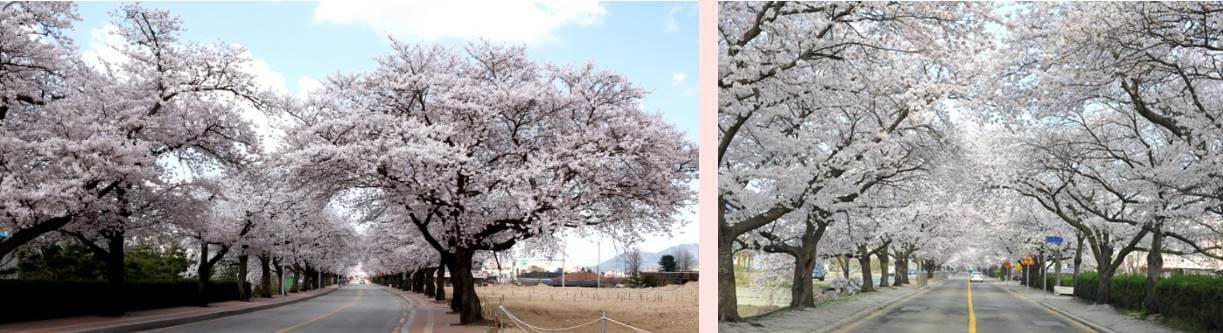 정읍 벚꽃 축제(정읍시청)