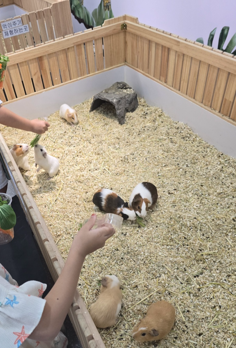 기니피그 먹이주는 모습