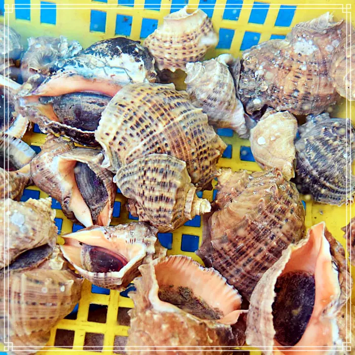 제부도, 전곡항 맛집 참소라숙회, 참소라 무침