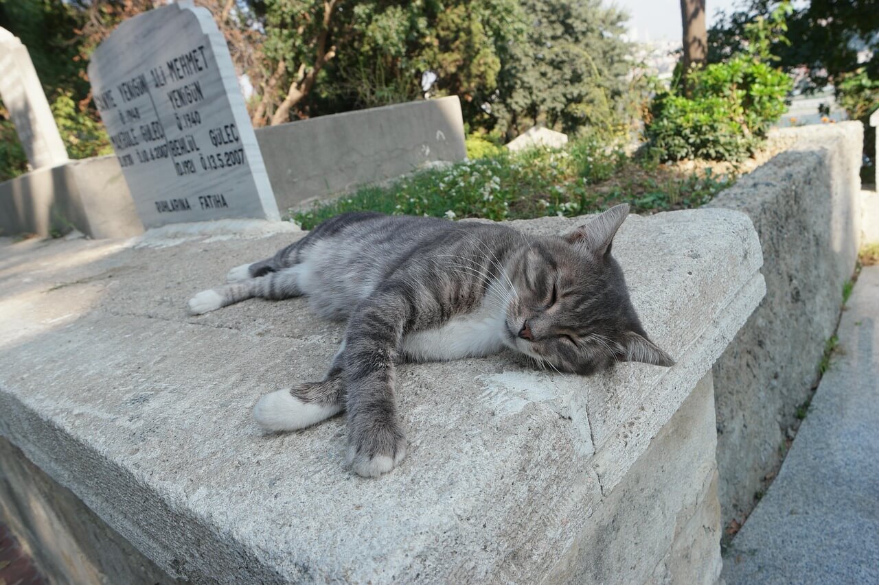 TNR 중성화 수술, 왜 꼭 필요할까? 길냥이 복지의 시작