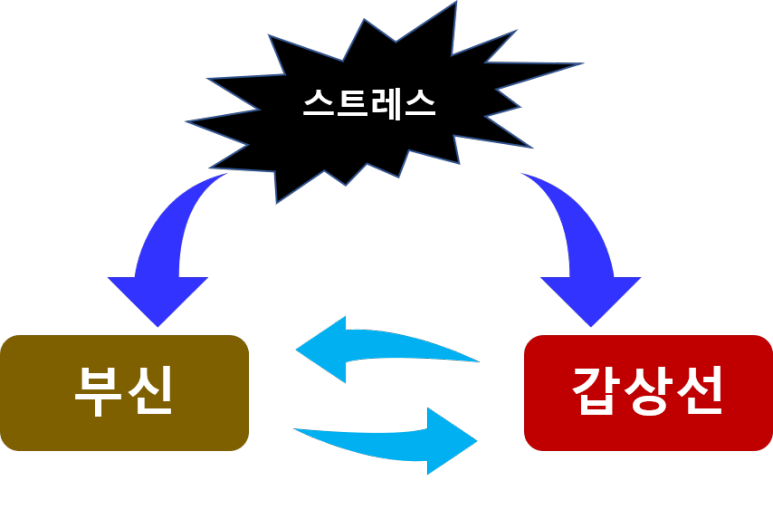 스트레스 부신건강 갑상선건강