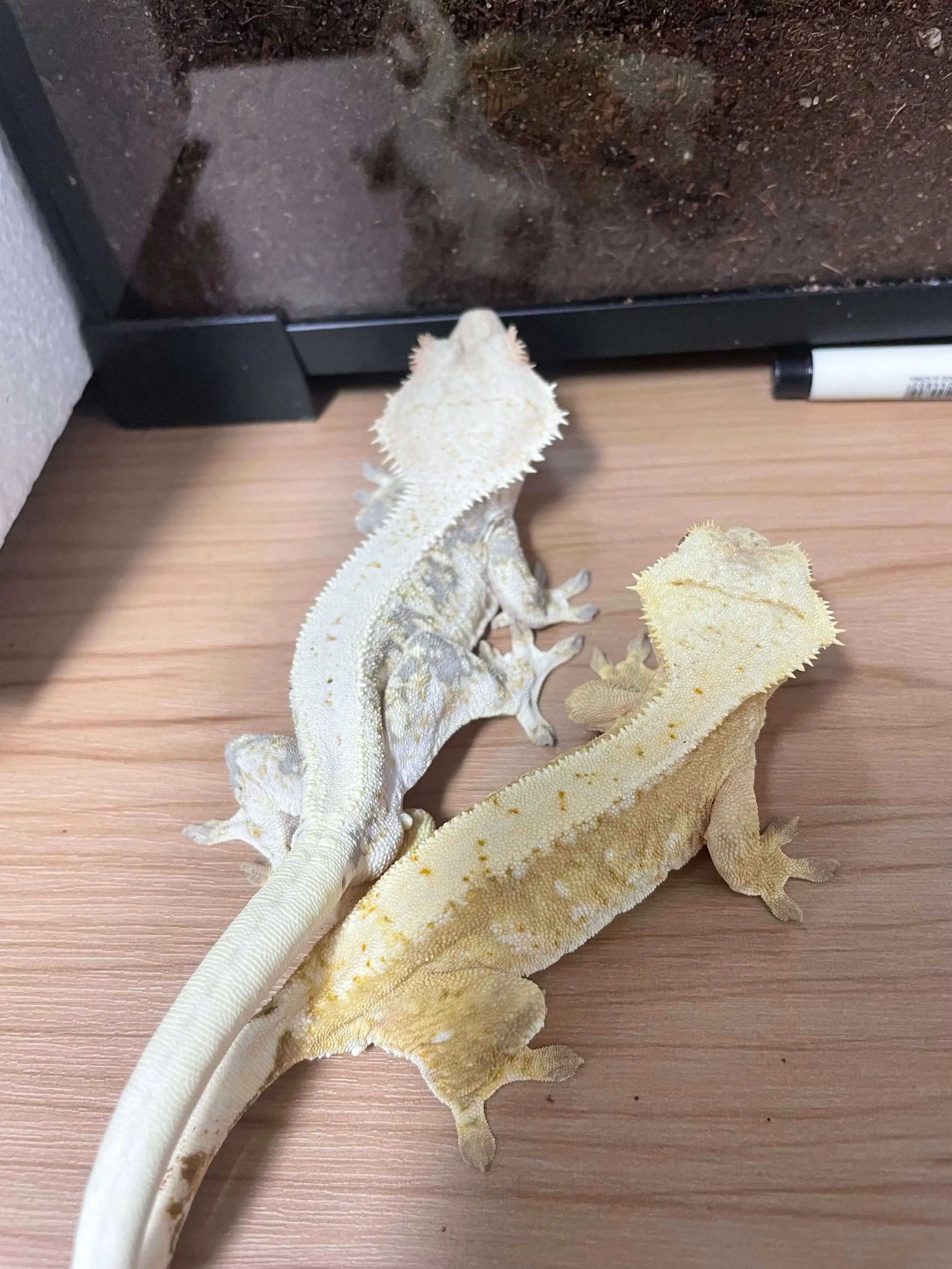 도마뱀 키우기 크래스티드 개코 