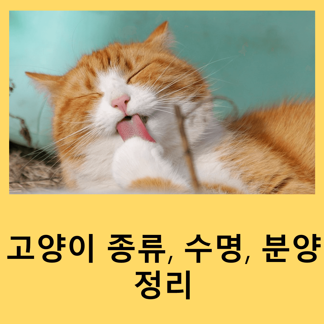 고양이