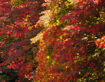 태백시 철암 단풍군락지
