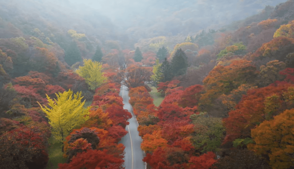 내장산 단풍