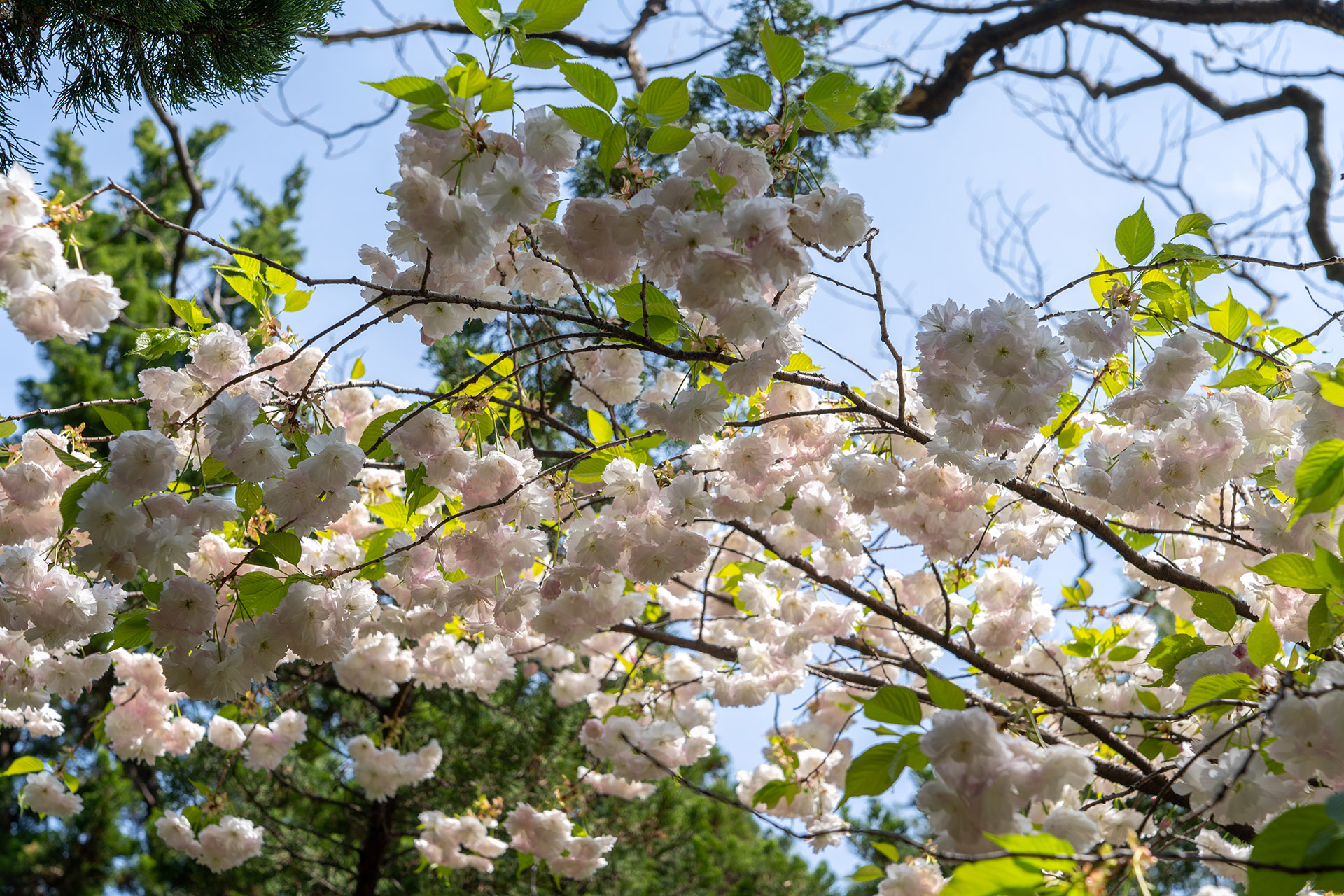 민주공원 겹벚꽃