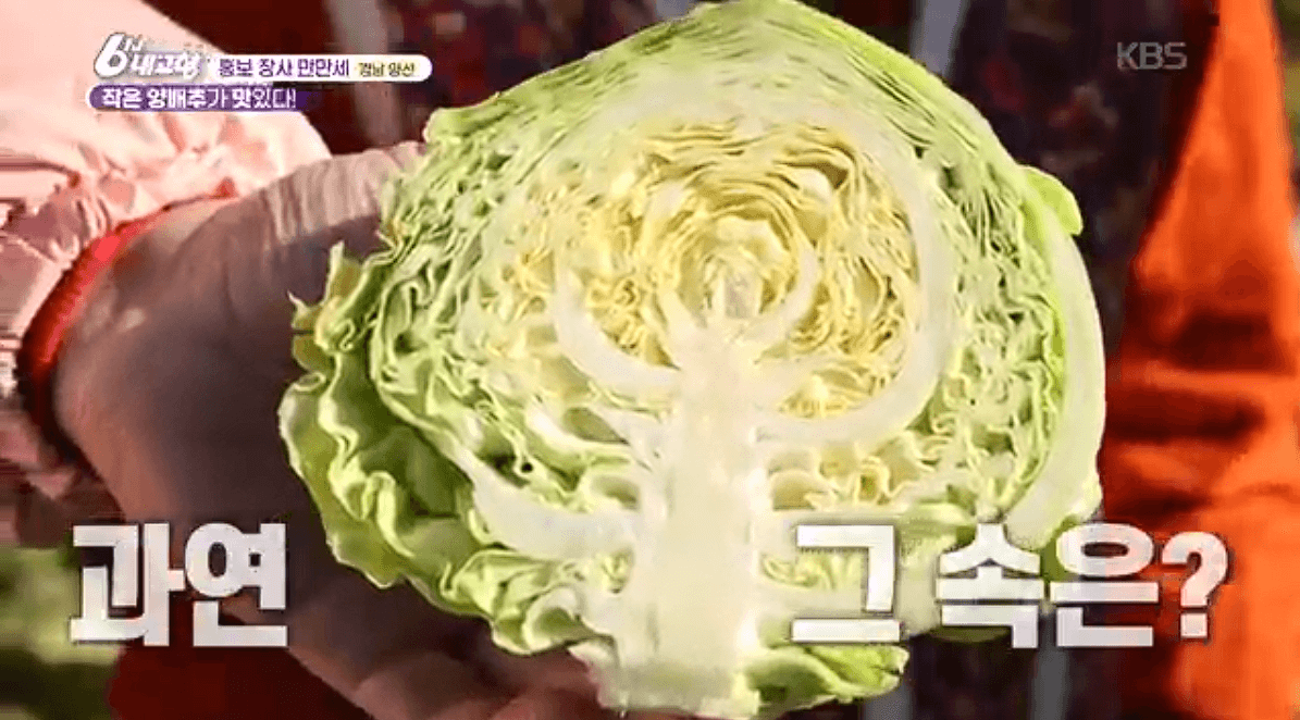 [6시내고향] 경남 양산 소형 양배추 명촌농원 스마트스토어 택배 판매처 정보를 설명하는 이미지