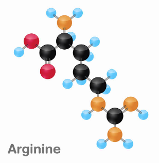 아르기닌 부작용, 아르기닌의 효능, 복용법 총정리 (2024ver)