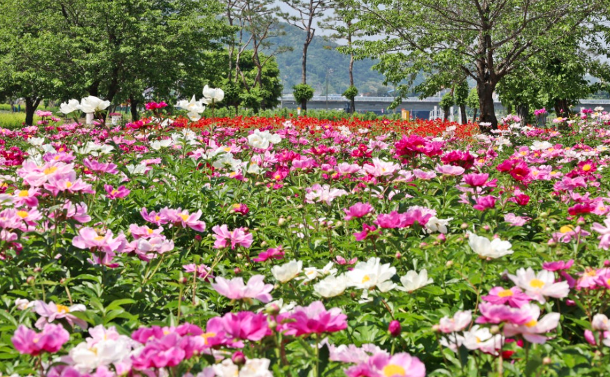 작약