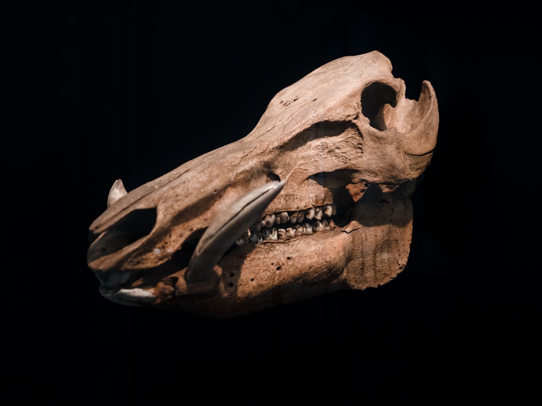 Bone.