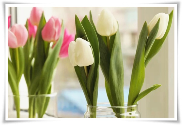 "튤립" 매력적인 봄의 대표적인 꽃, 튤립의 매력!