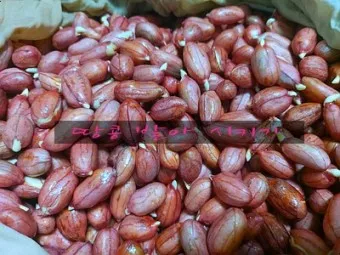 땅콩 심는 시기 수확시기 모종 파종_24