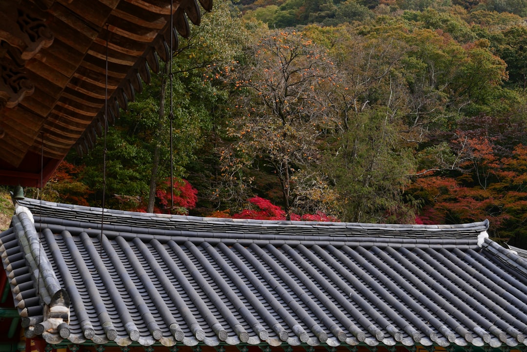 Wanju
