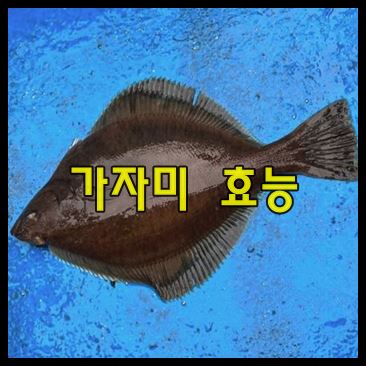 가자미 효능