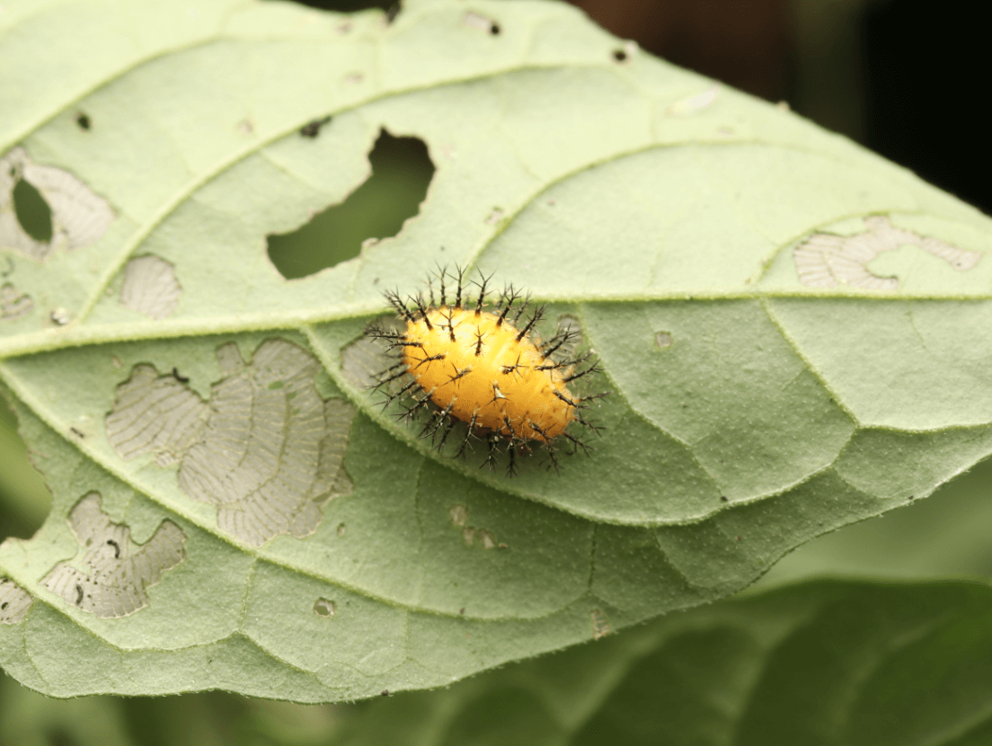 큰이십팔점박이무당벌레 유충