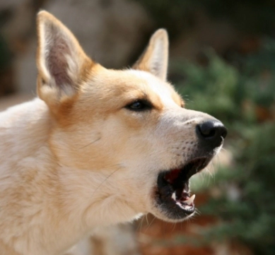 개는 왜 짖는가? 개짖는 다양한 이유 원인