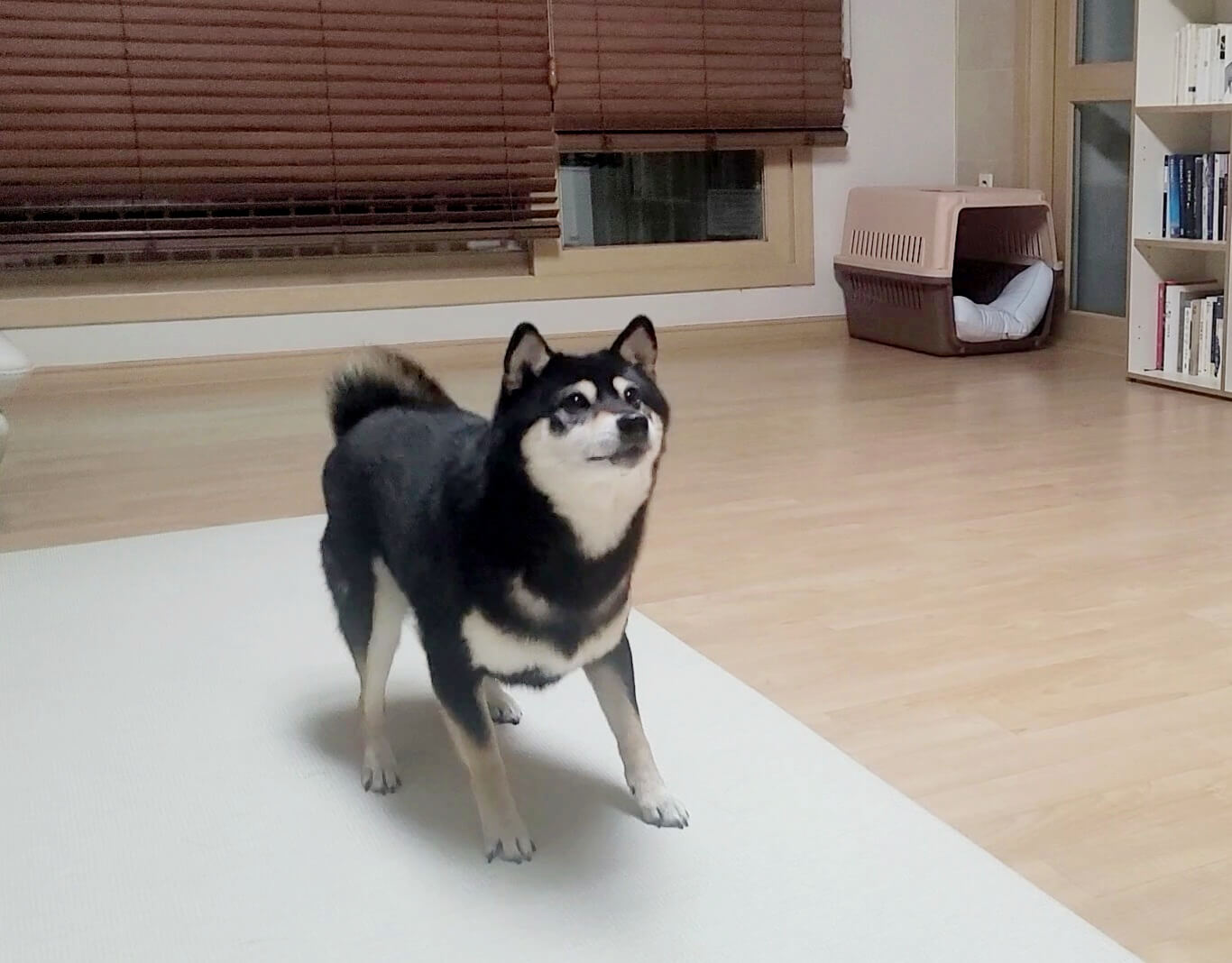 집에서-뛰어노는-강아지