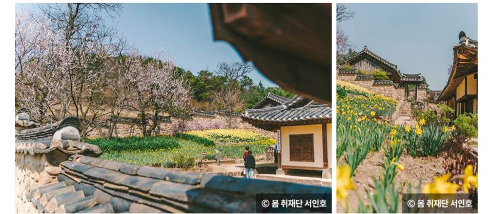 봄나들이 수선화 명소