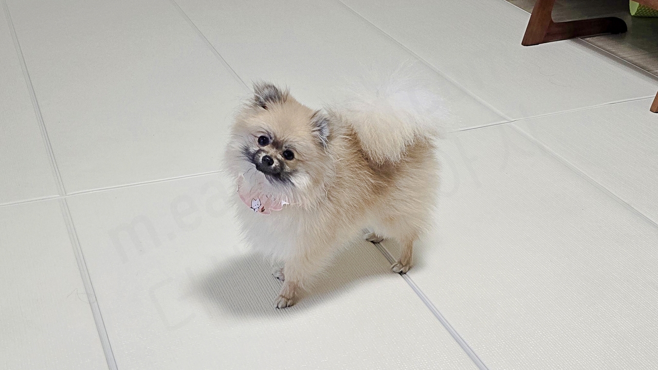 처음으로 턱받이를 한 강아지