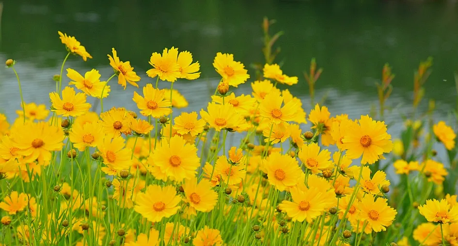 함안 악양생태공원 금계국 개화 시기와 사진 촬영 팁_5