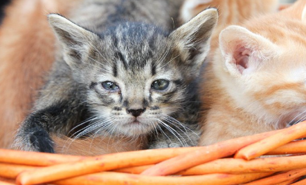 눈이 촉촉한 새끼 고양이.