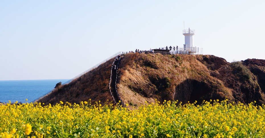 제주도 유체꽃과 등대