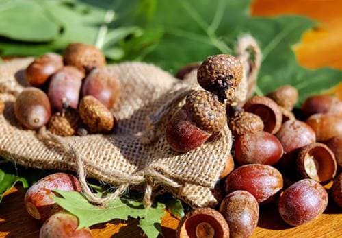 도토리 열매가 열리는 나무 종류