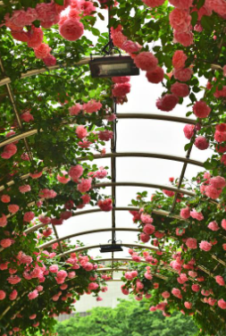 경산 하양 대부잠수교 장미 터널