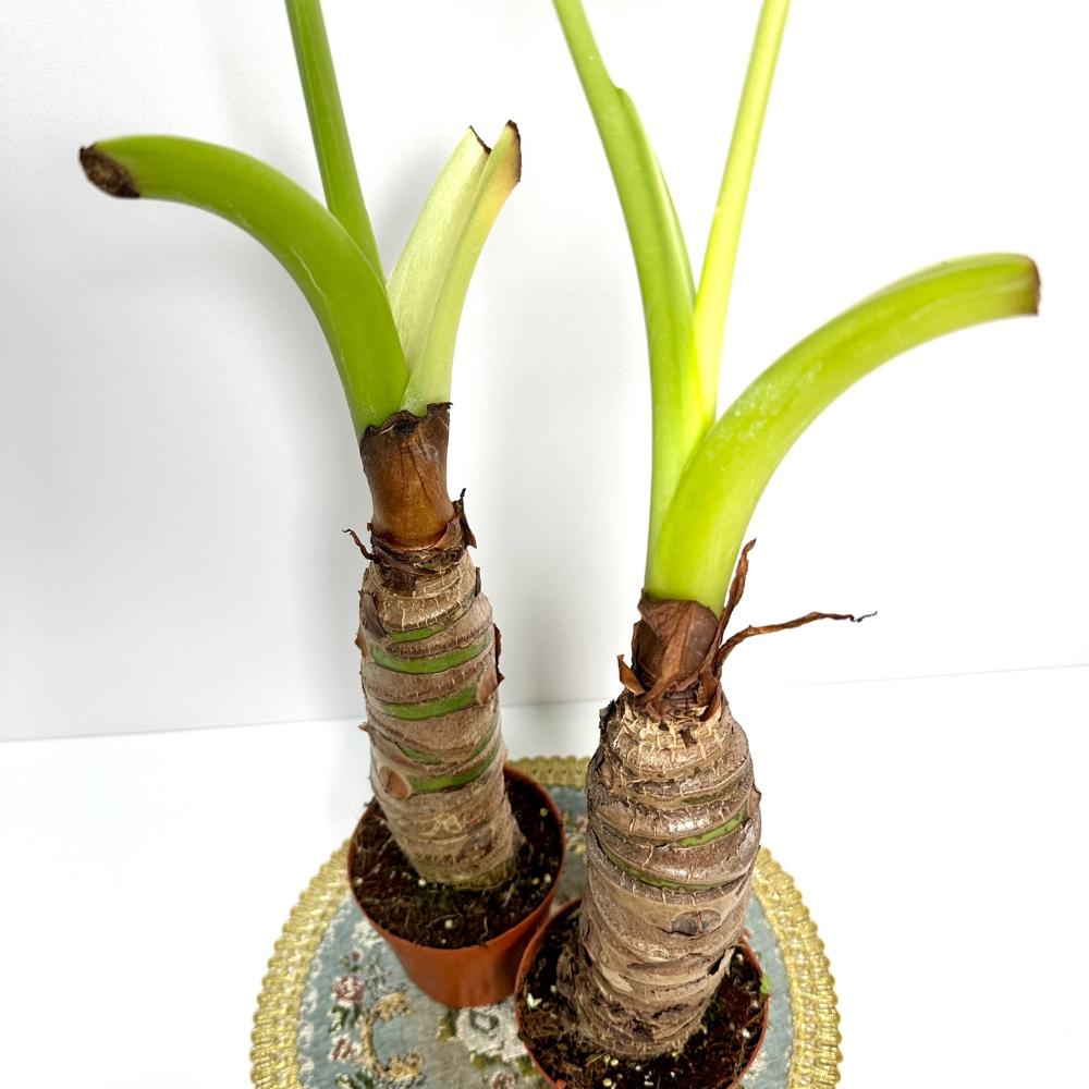 알로카시아 키우는법 번식 꽃 키우기