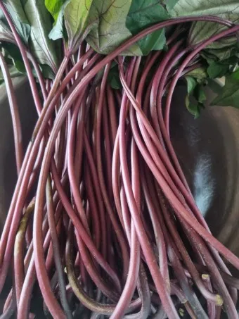 고구마줄기 효능 건강 활용 레시피_14