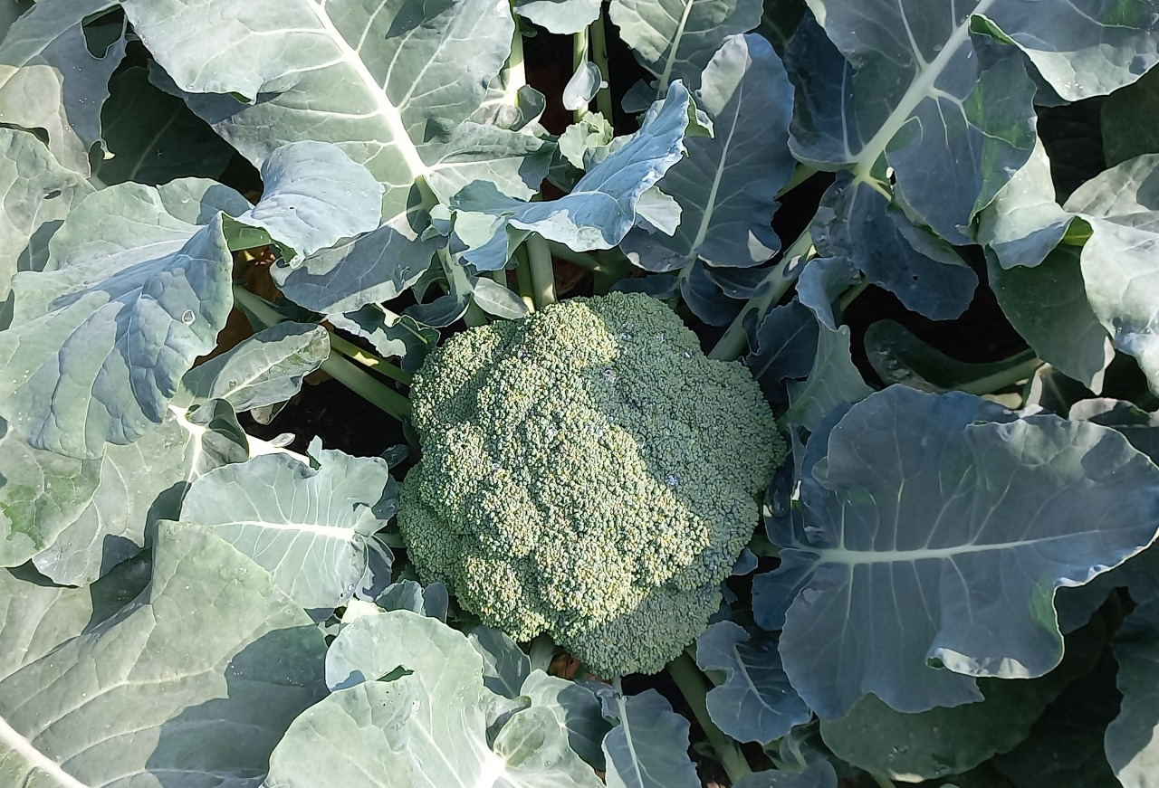 브로콜리 효능 및 부작용