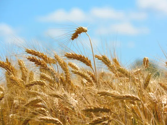 분말 형태의 카무트