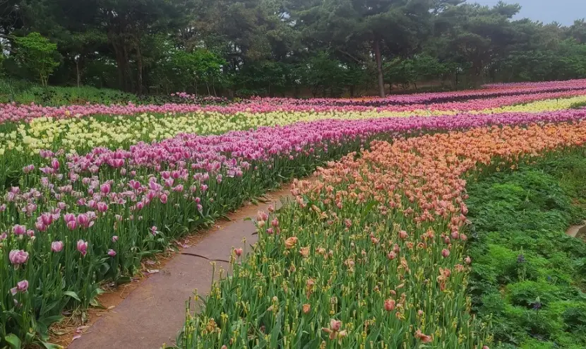 태안 튤립축제 일정, 개화시기