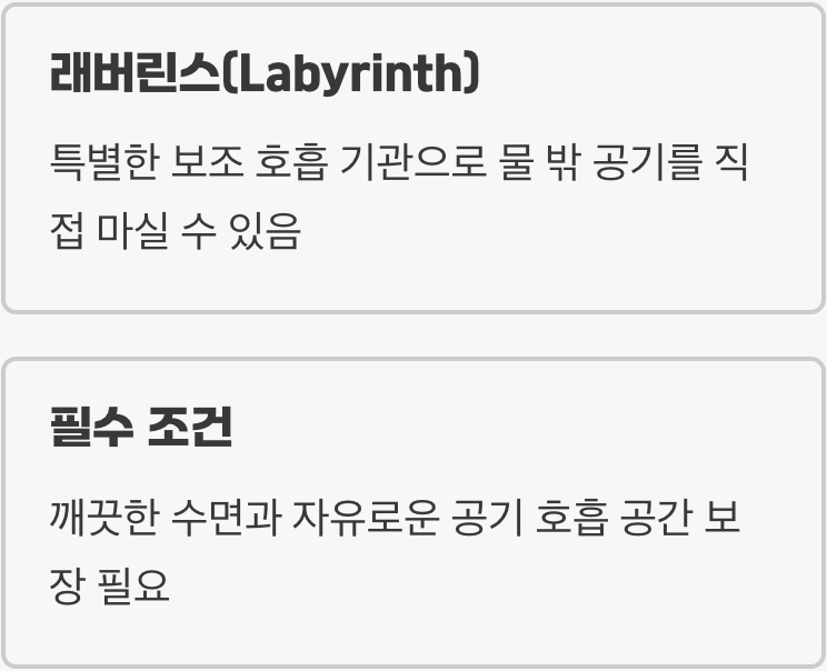 '미로 기관'의 비밀, 물 밖 공기를 마시는 물고기