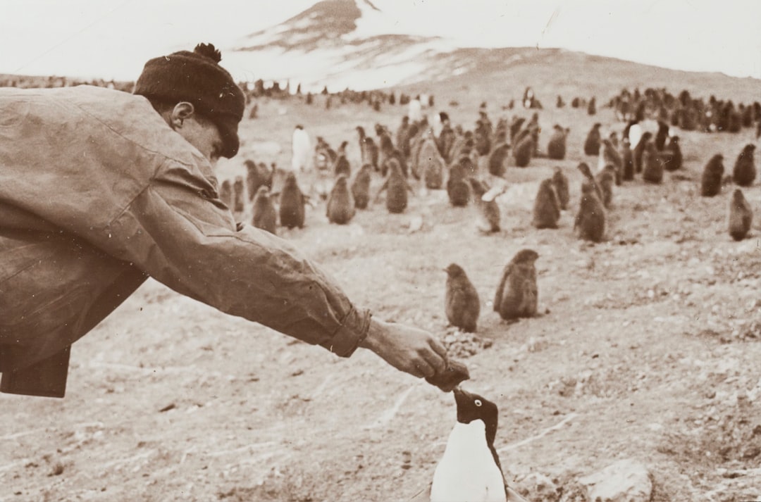 Penguin
