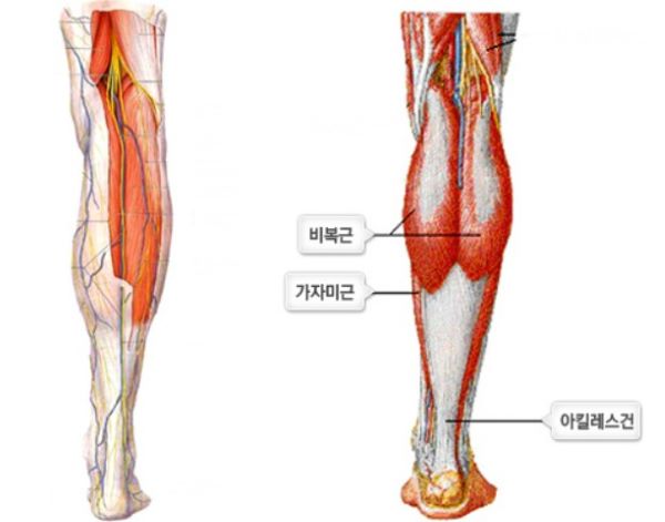 종아리 근육