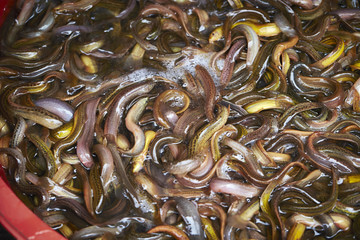 초복날짜, 초복, 중복, 말복, 복날 날짜까지 확인하시고 몸보신 음식도 어떤 것들이 있는지 참고하세요. 또한 봄, 여름, 가을, 겨울로 나뉘어지는 24절기도 함께 확인하세요!